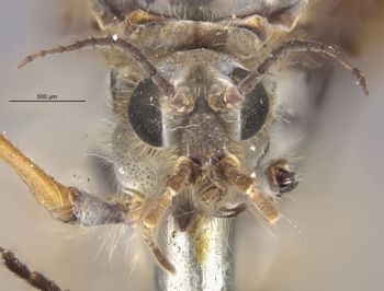 Media type: image;   Entomology 10354 Aspect: head frontal view